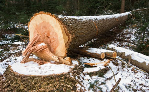 Topení dřevem je jeden z nejekonomičtějších způsobů vytápění. 